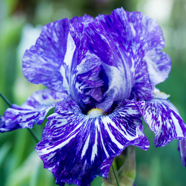 Bearded Iris 'Batik', 1985 introduction
